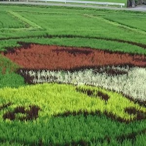 🌾 소마 논아트 (소마 탄보 아토) 이미지 4